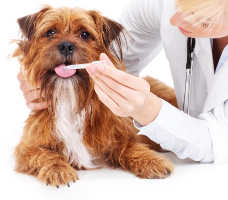 Pati Palace Veteriner Hizmetleri: Evcil Hayvanınızı Mutlu ve Sağlıklı Tutmak İçin Buradayız