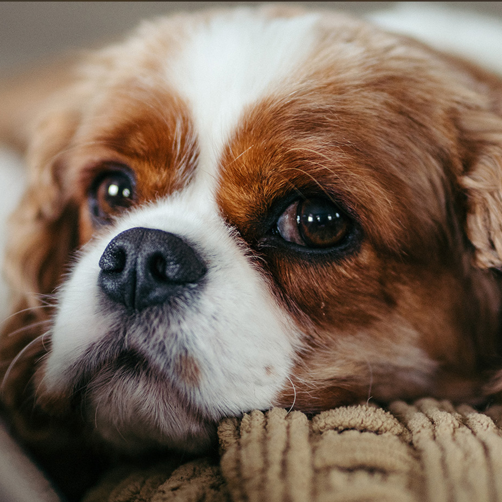 Pati Palace Veteriner Hizmetleri: Evcil Hayvanınızı Mutlu ve Sağlıklı Tutmak İçin Buradayız